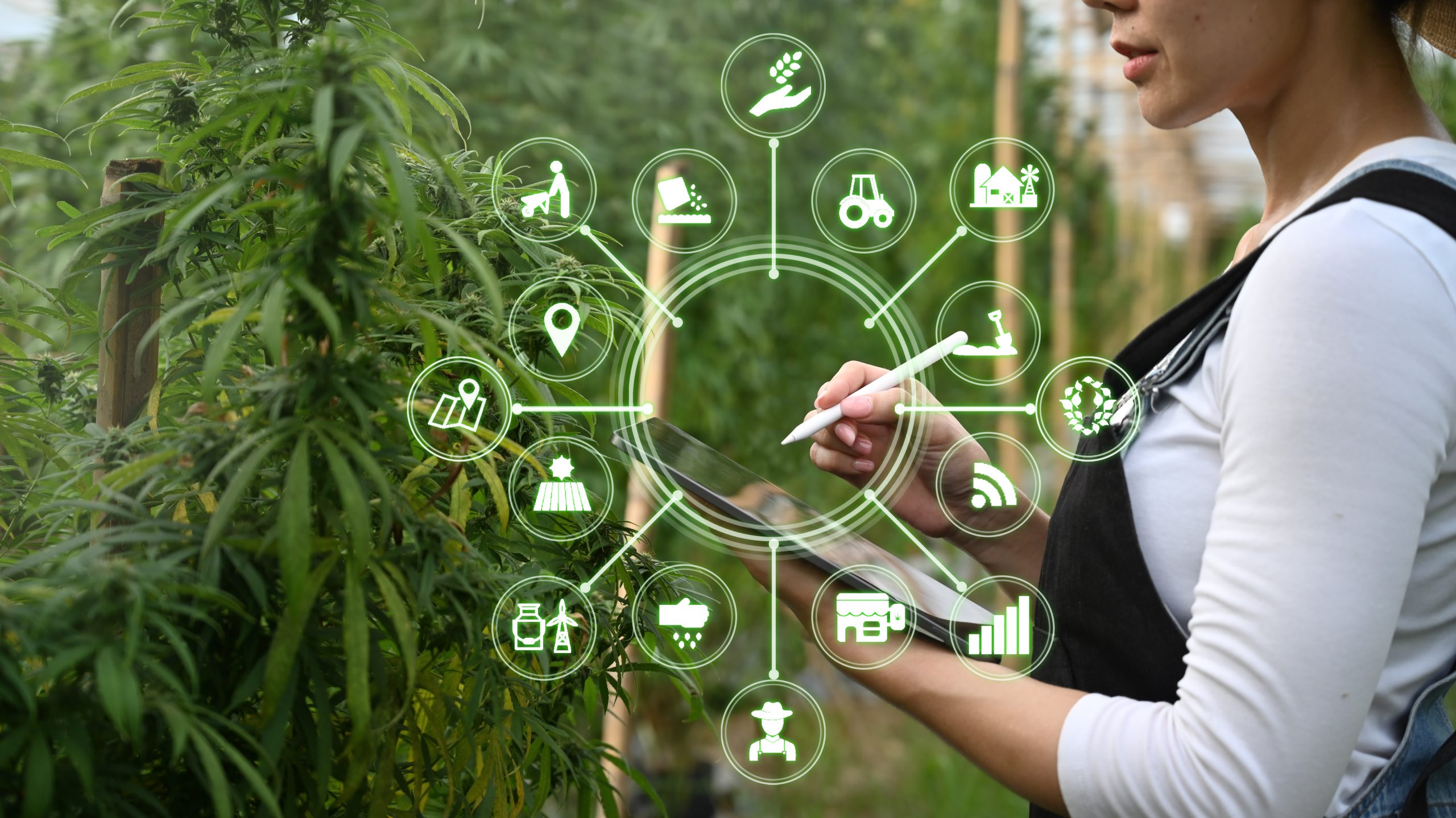 The Future of Smart Cannabis Tech: How Data is Shaping Consumption Trends